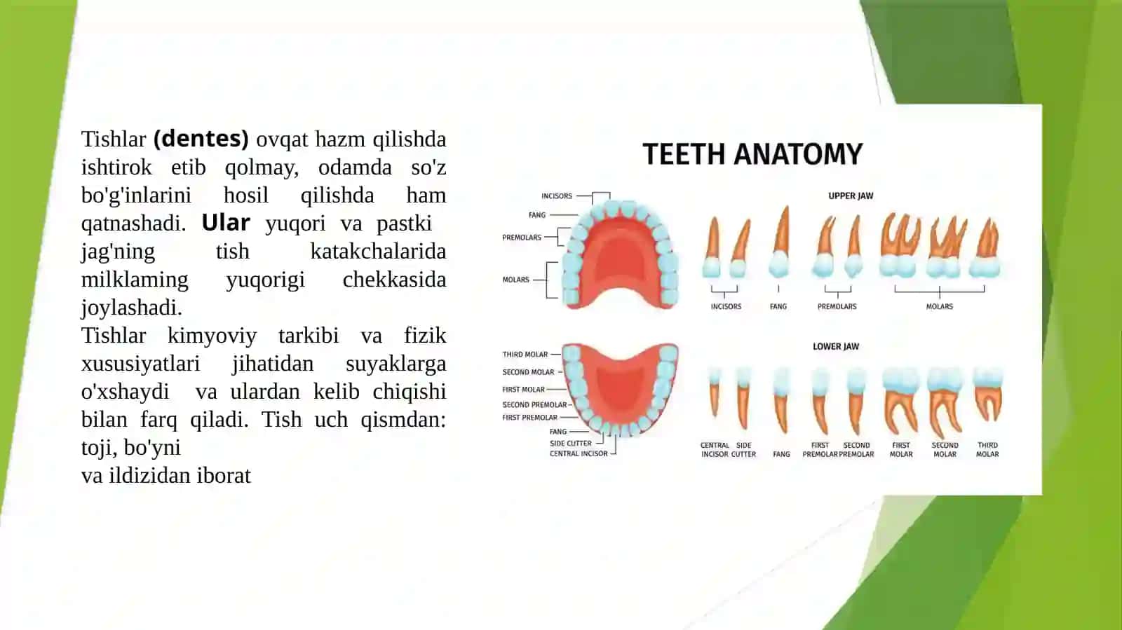 TISHLARNING UMUMIY ANATOMIYASI 2