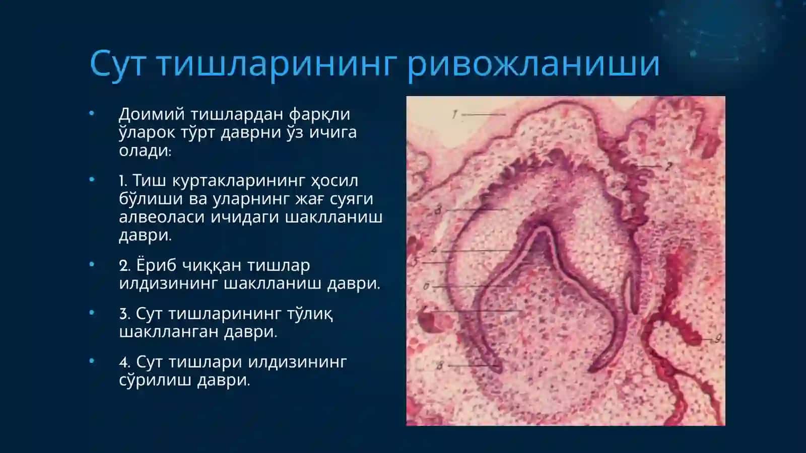 Sut tishlari davrida parodont suyak to‘qimasi tavsifi. Almashinuv davrida suyak to‘qimasi strukturasi. 2