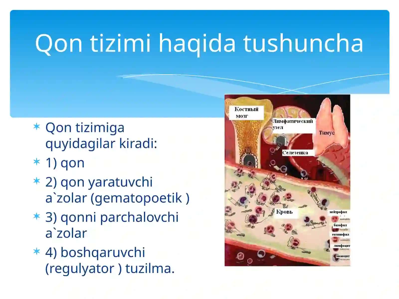 Qon fiziologiyasi  (eritrositlar va qon pigmentlari) 2