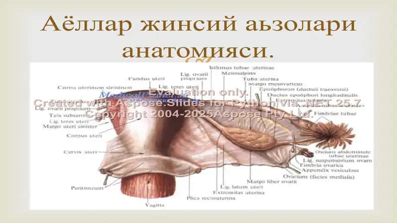 Аёллар жинсий аьзолари жойлашишва ривожланиш нуксонлари 2
