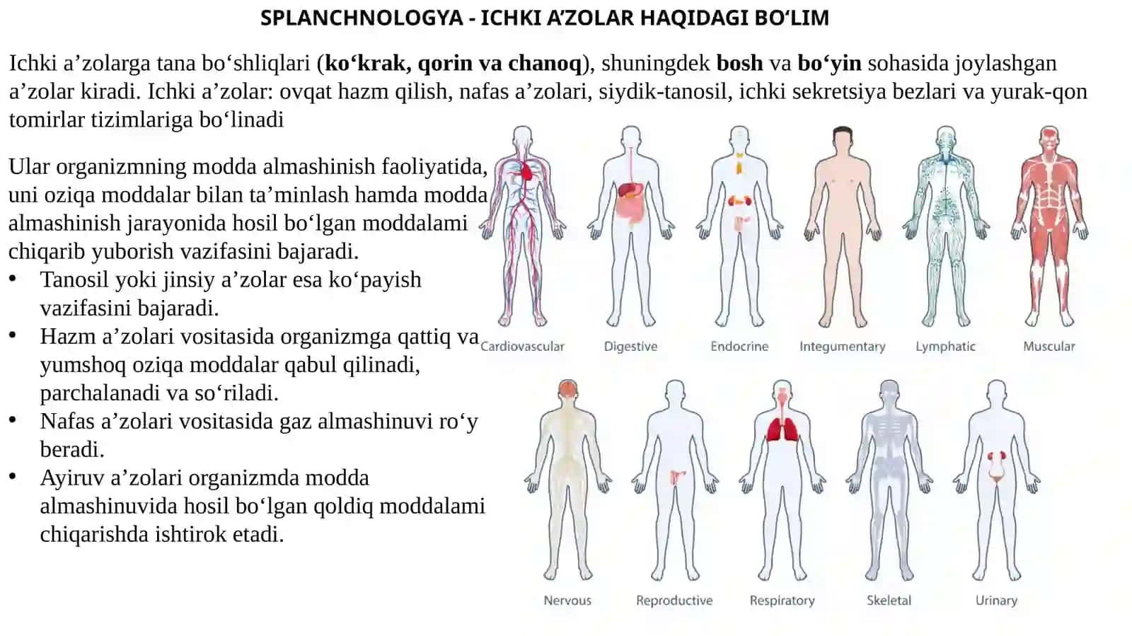 Splanxnologiyaga kirish. Ogʻiz boʻshligʻi. Til, soʻlak bezlari, yumshoq tanglay. Xalqum,Pirogov xalqasi 2