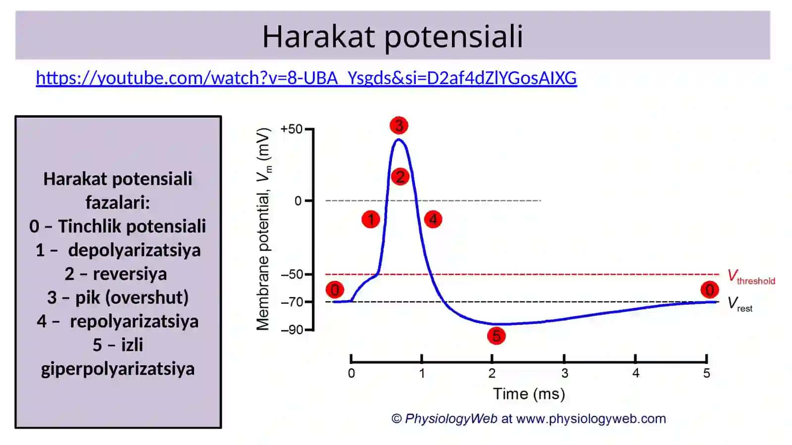 Nerv tolalari va sinapslar fiziologiyasi. Muskullar fiziologiyasi 2