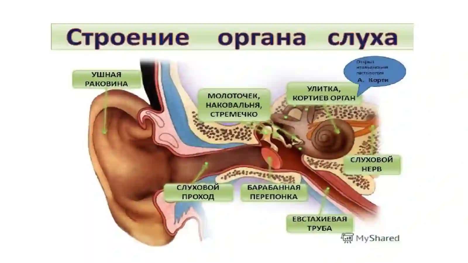 Eshituvvamuvozanata’zolari 2