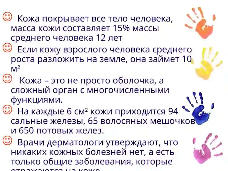 Строение и состав кожи 2
