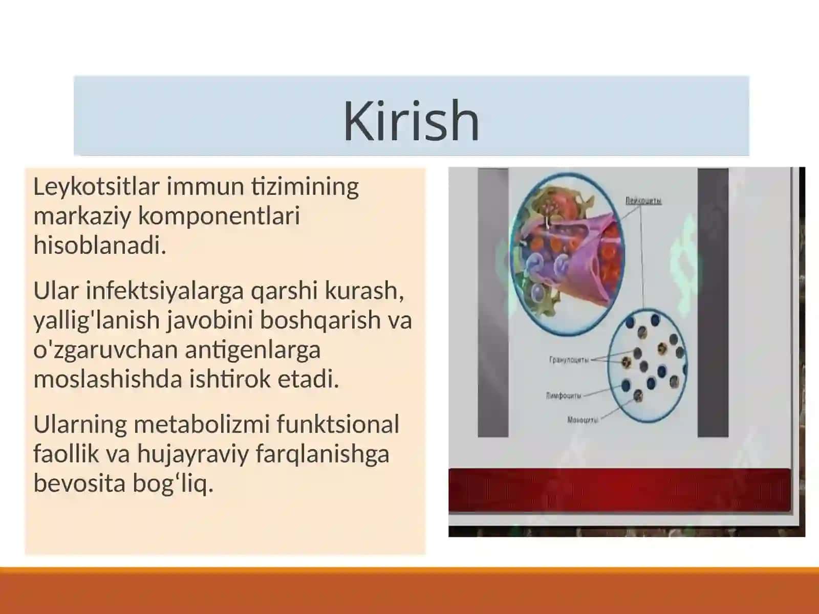 Leykotsitlar metabolizm ixususiyatlari 2