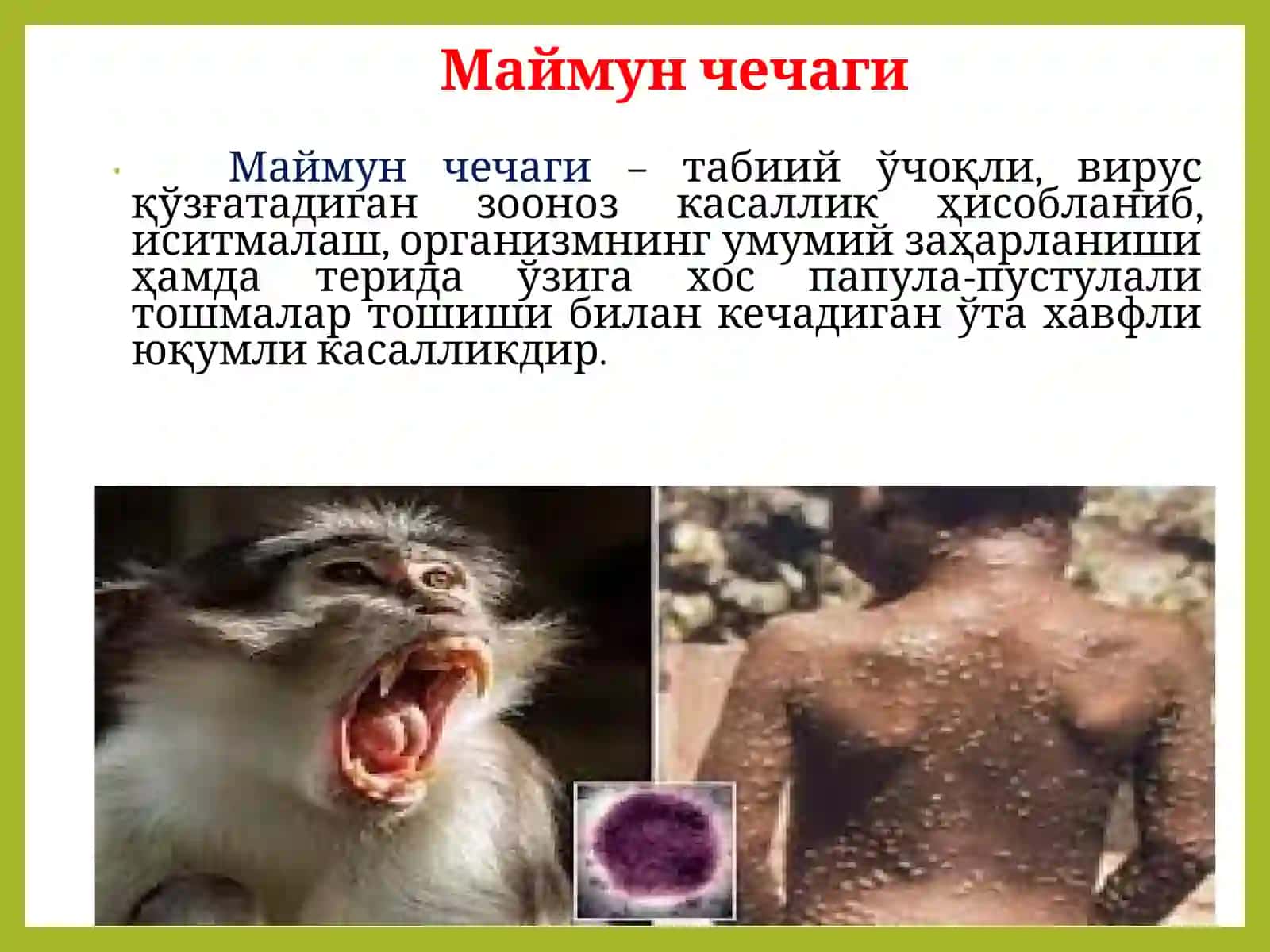 Маймун чечаги 2