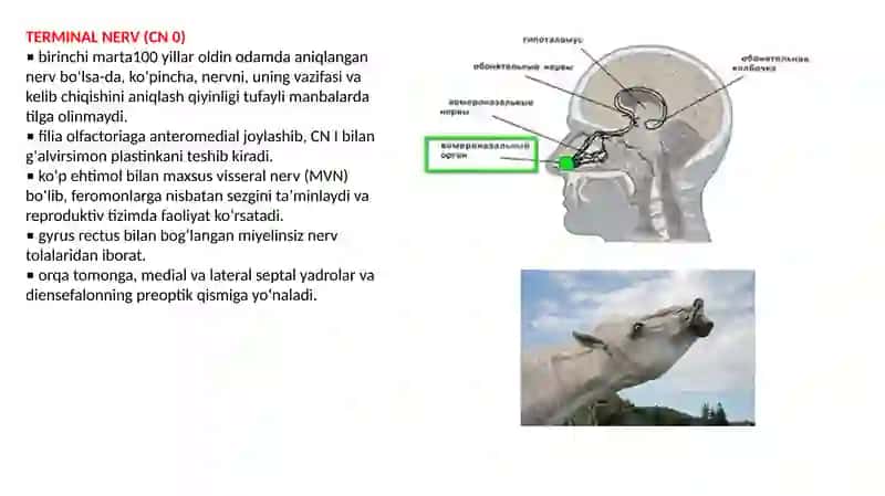 cranial nerv 2