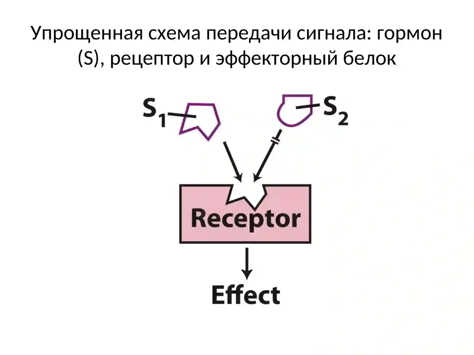 Типы гормонов и веществ, передающих сигналы между клетками 2