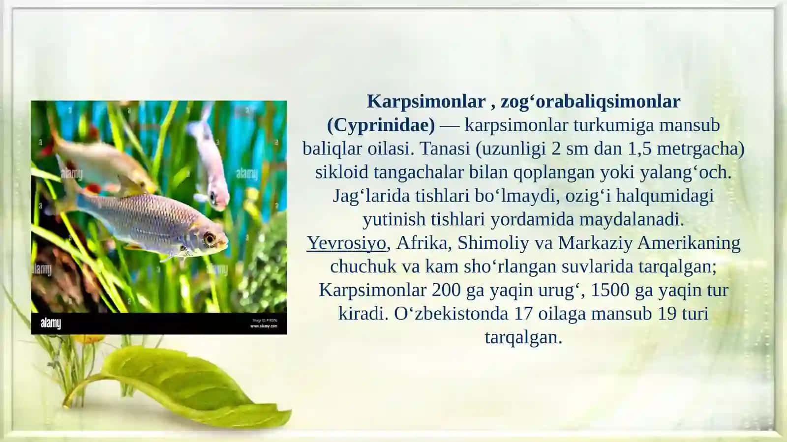 Karpsimonlar 2