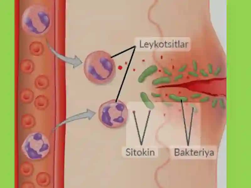 Immunopatologiya, o‘sma hujayralarni kelib chiqishidagi ahamiyati. Immuntanqisliklarda opportunistik infeksiyalar boshqarilishining molekulyar mehanizmi. 2