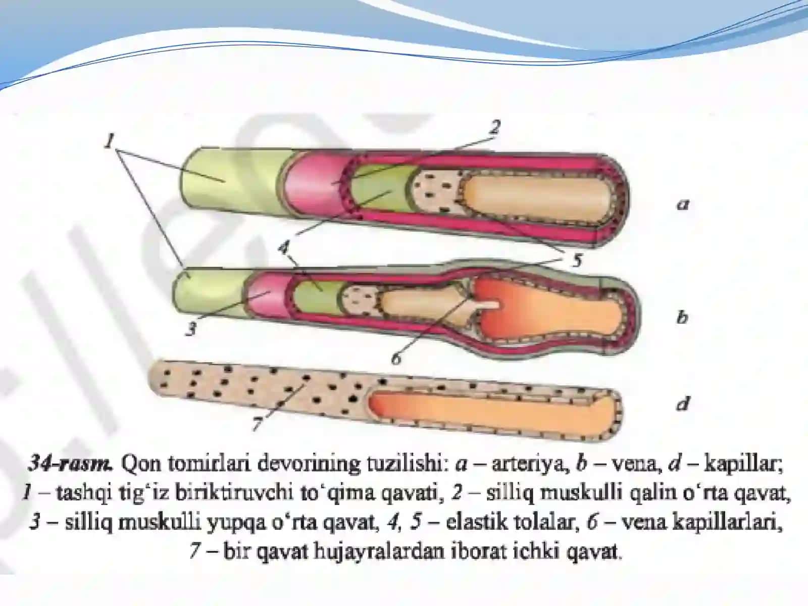 Qontomirlari, qonaylanish doirasida 2