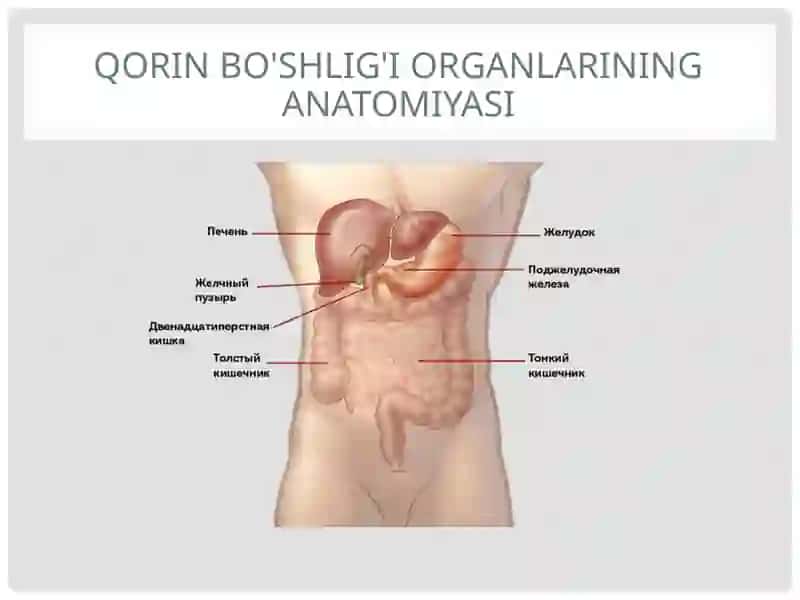 Qorin bo'shlig'i organlarining anatomiyasi 2