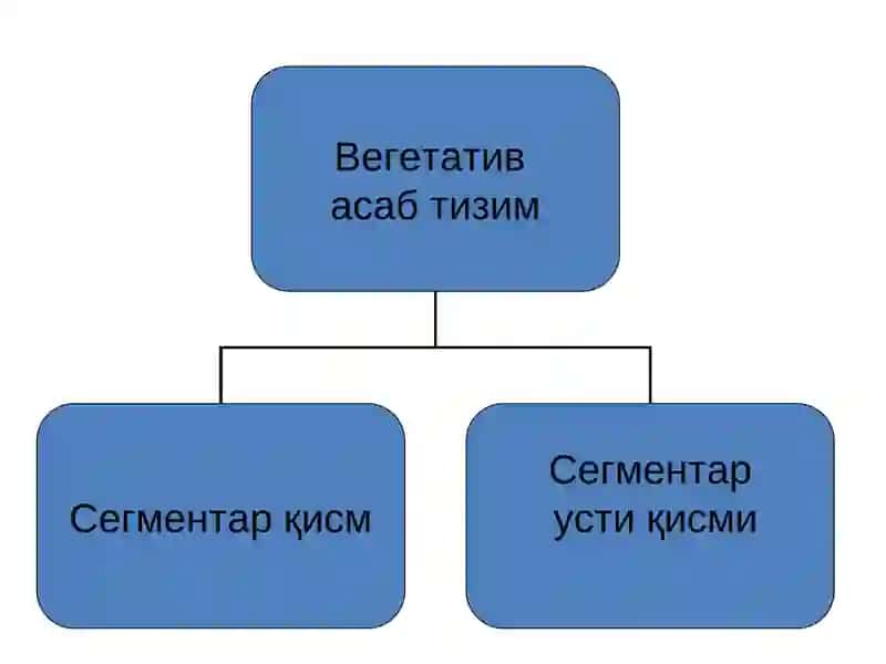 ВЕГЕТАТИВ АСАБ ТИЗИМ 2