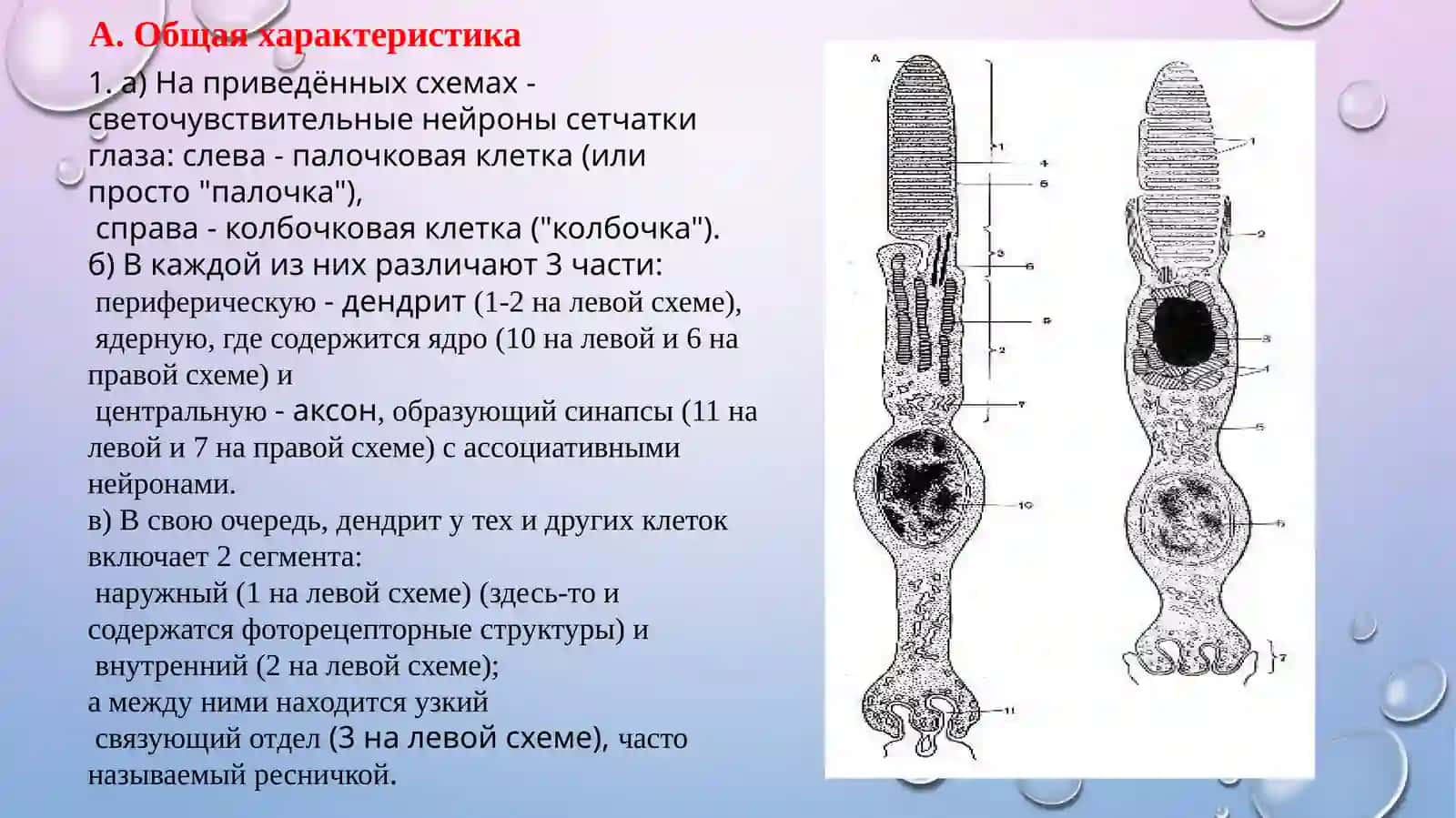 Ультраструктура фоторецепторных клеток 2