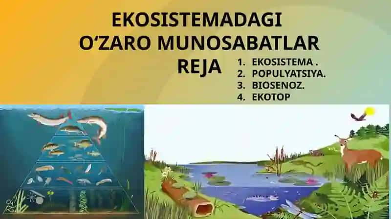 EKOSISTEMADAGI O‘ZARO MUNOSABATLAR 2