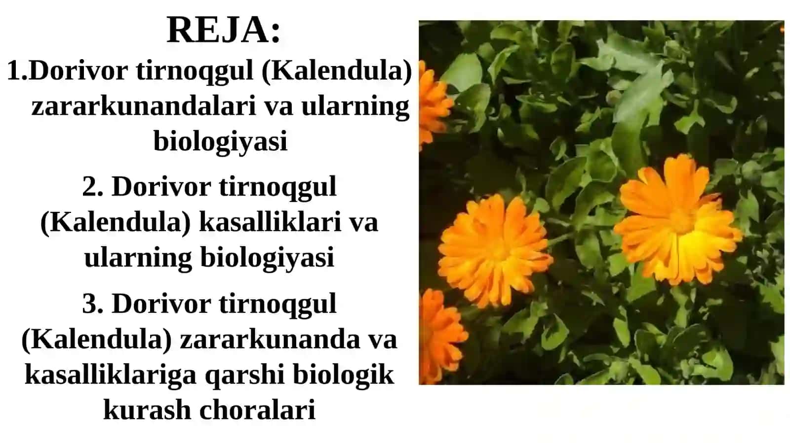 Dorivor tirnoqgul (kalendula) zararkunanda va kasalliklari hamda ularga qarshi biologik kurash choralari 2