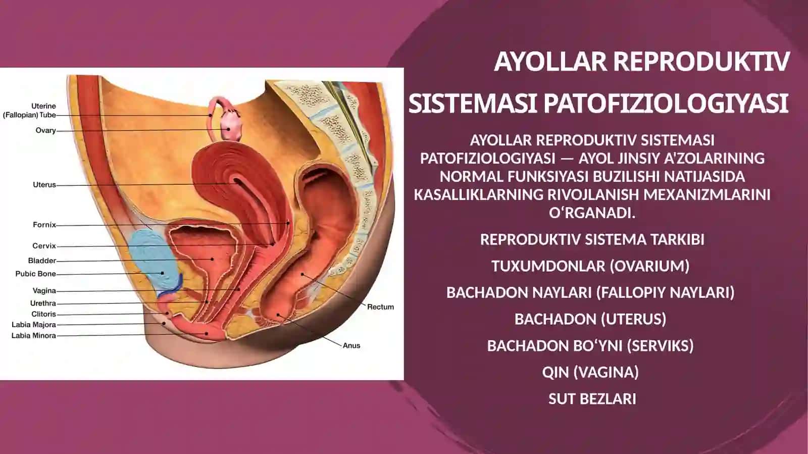 Ayollar reproduktiv sistemasi patologikfiziologiyasi 2