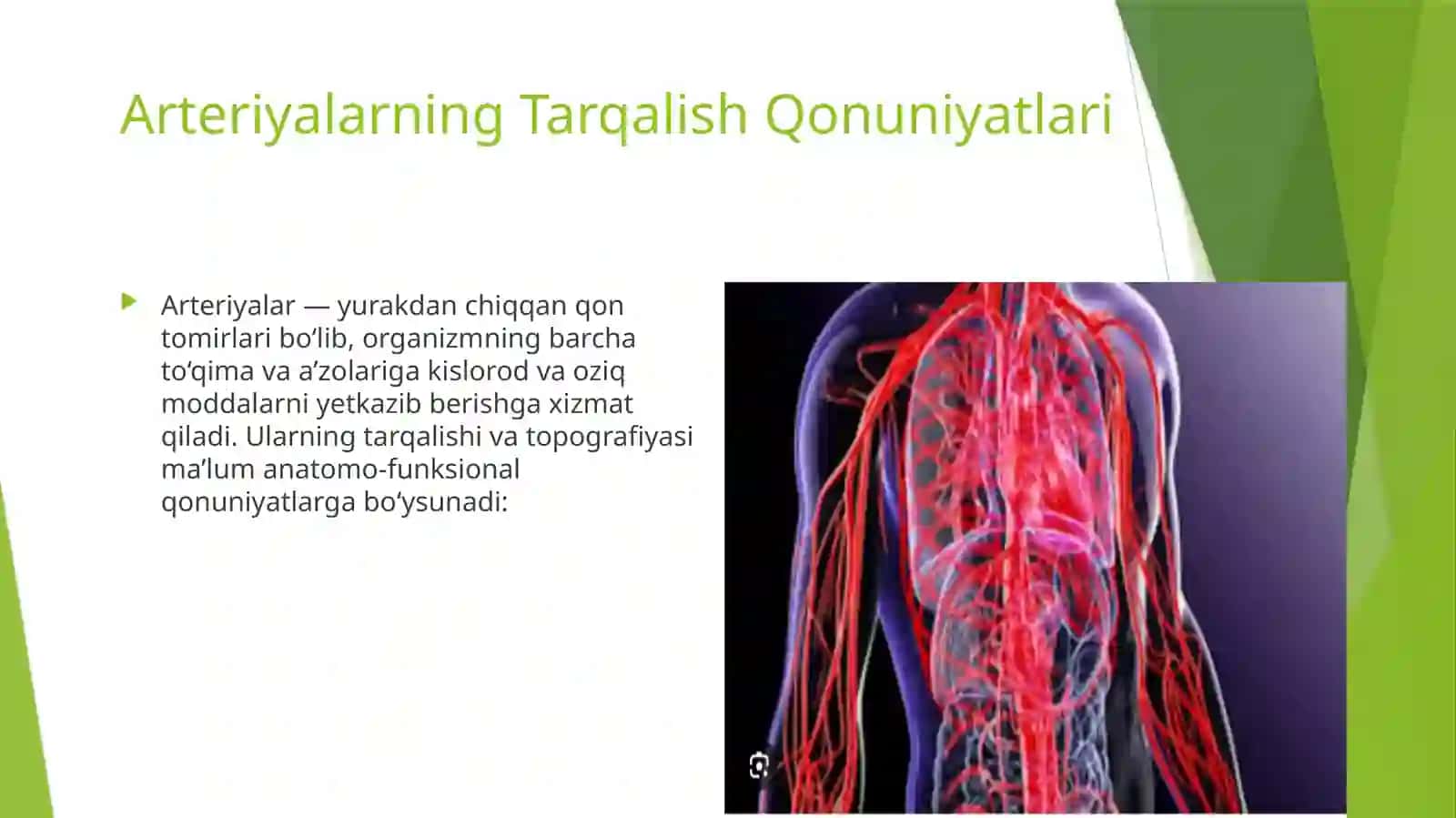 Arteriyalarning Tarqalish Qonuniyatlari 2