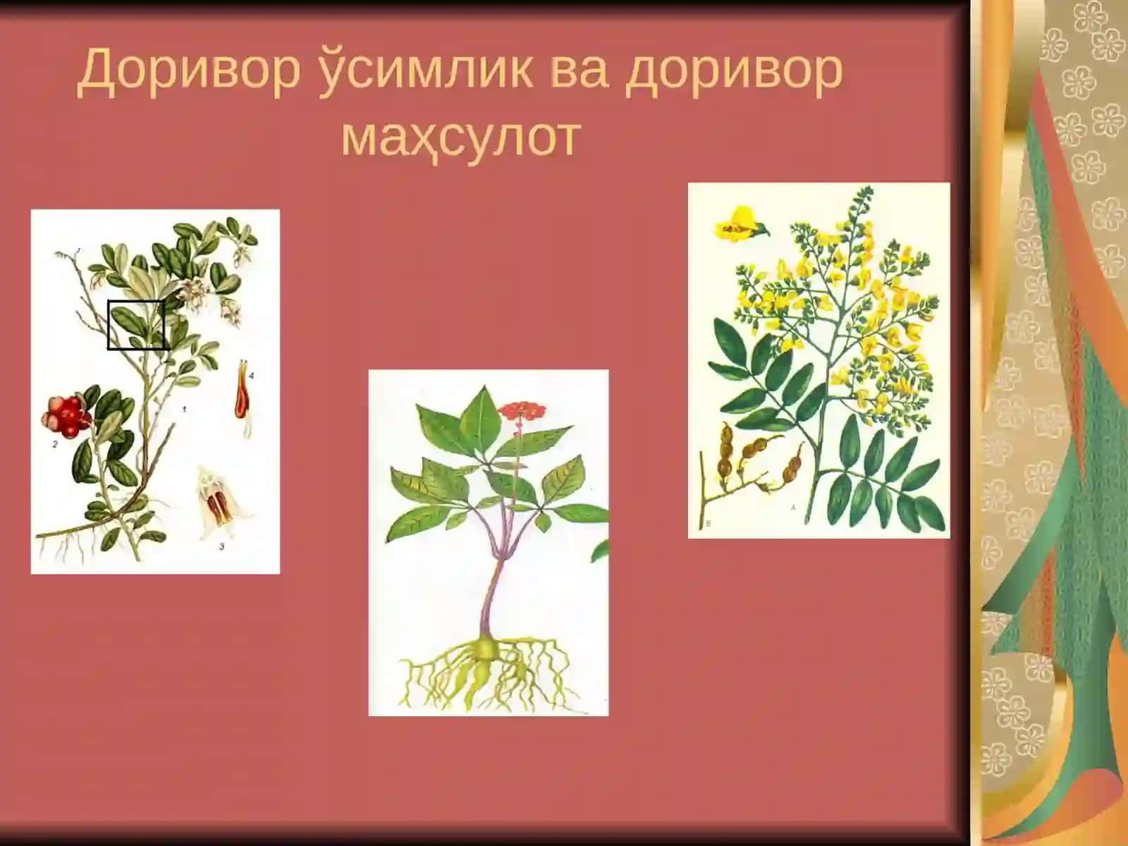 Доривор ўсимликлар маҳсулотларини стандартлаш ва сертификатлаш мёъeрий-ҳуқуқий асослари 2