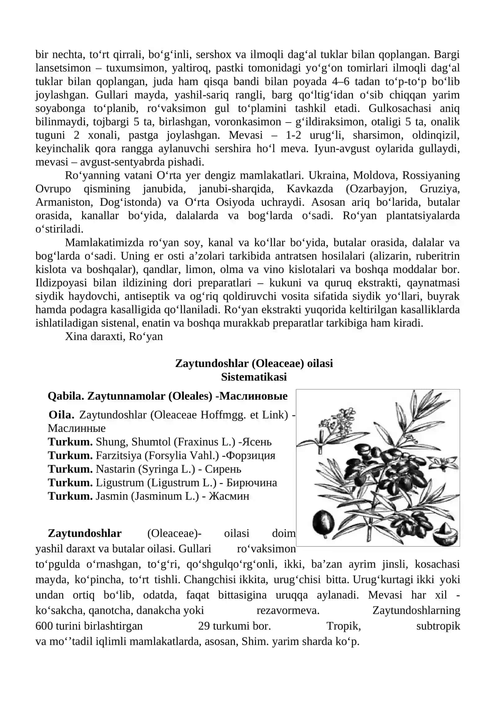 4-AMALIY MASHG’ULOT: Ruyandoshlar (rubiaceae), Zaytundoshlar (Oleaceae) oilasi turkumi turlari nomenklaturasini tahlili va o‘rganish qoidalari 2
