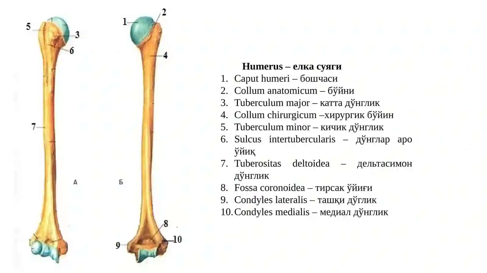 Humerus–елка суяги 2
