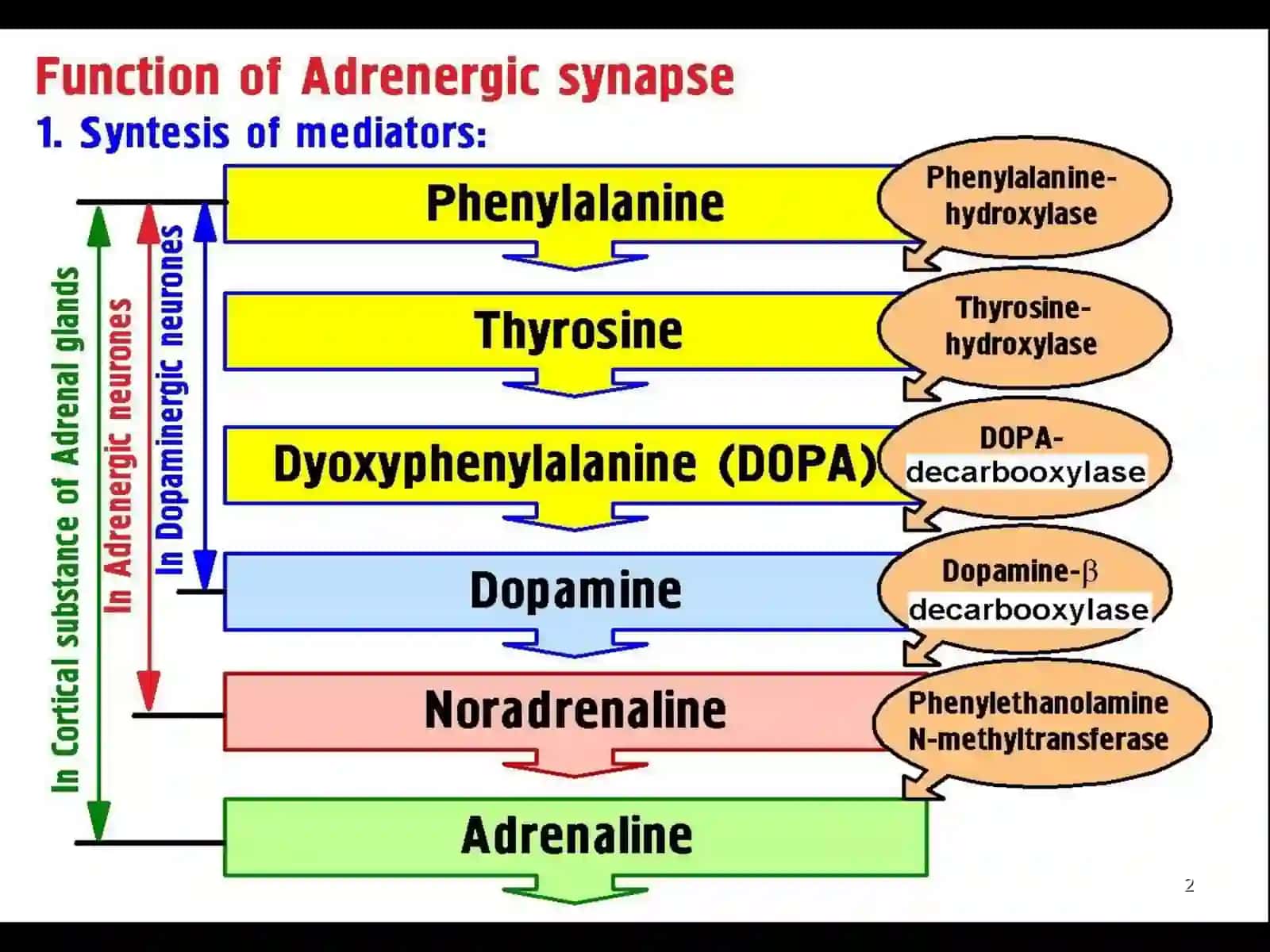 Adrenergic Drugs 2