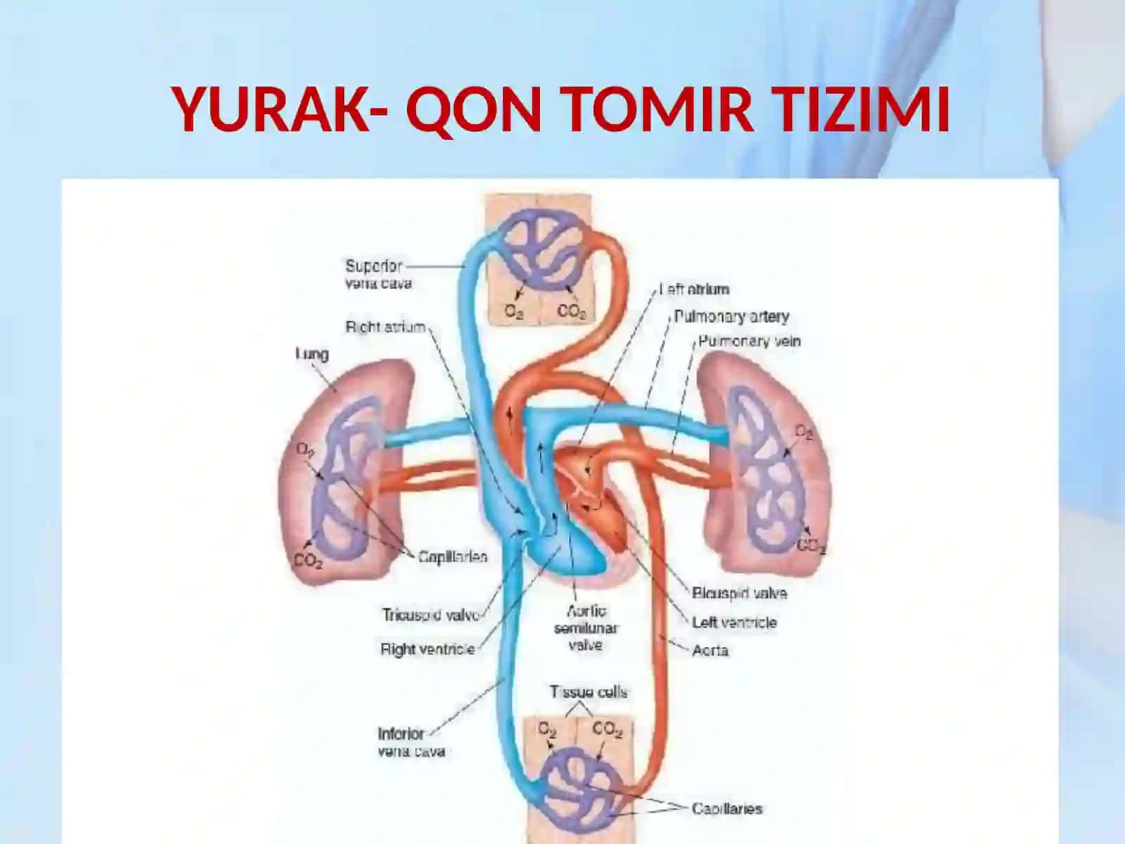 YURAK-QON TOMIR TIZIMI GISTOLOGIYASI 2