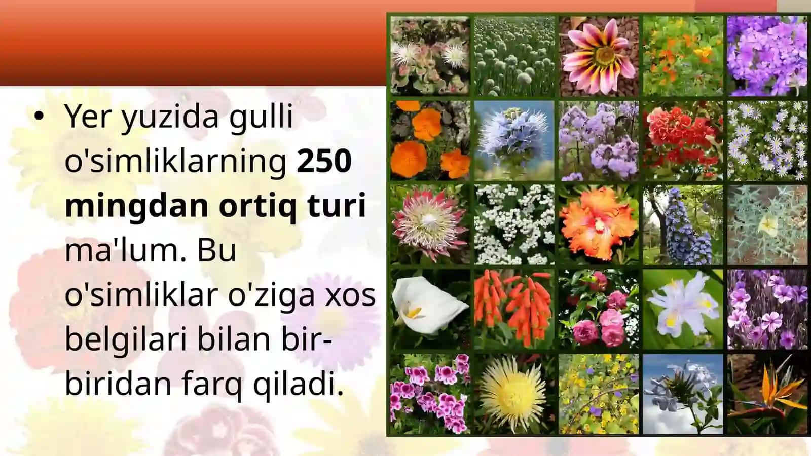 Gullio'simliklar bilan umumiy tanishish 2