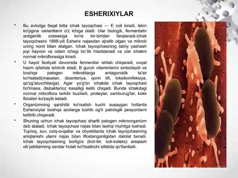 Esherixioz qo’zg’atuvchisi 2