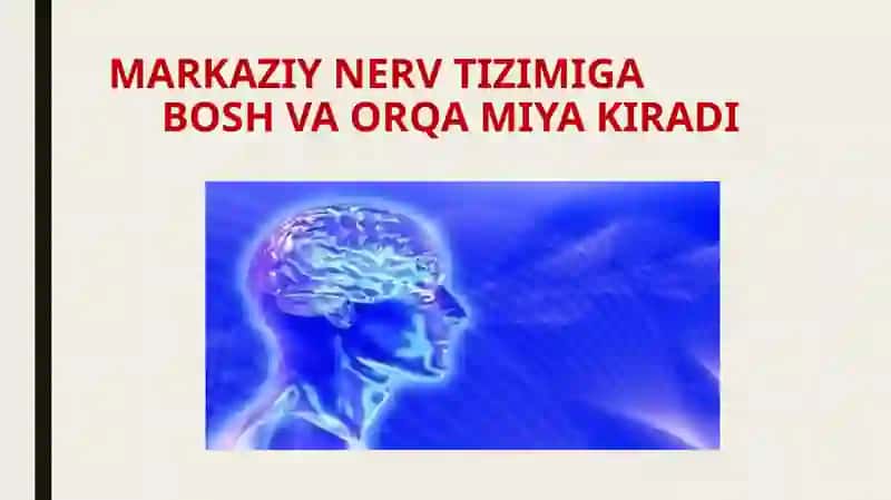 MARKAZIY NERV TIZIMI 2