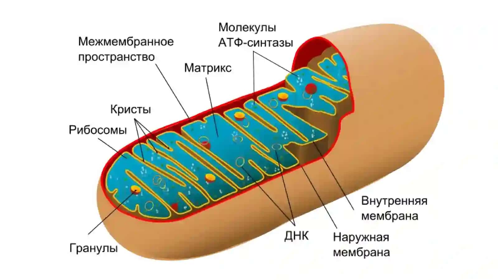 Митохондрии, пластиды, лизосомы и другие органоиды цитоплазмы 2