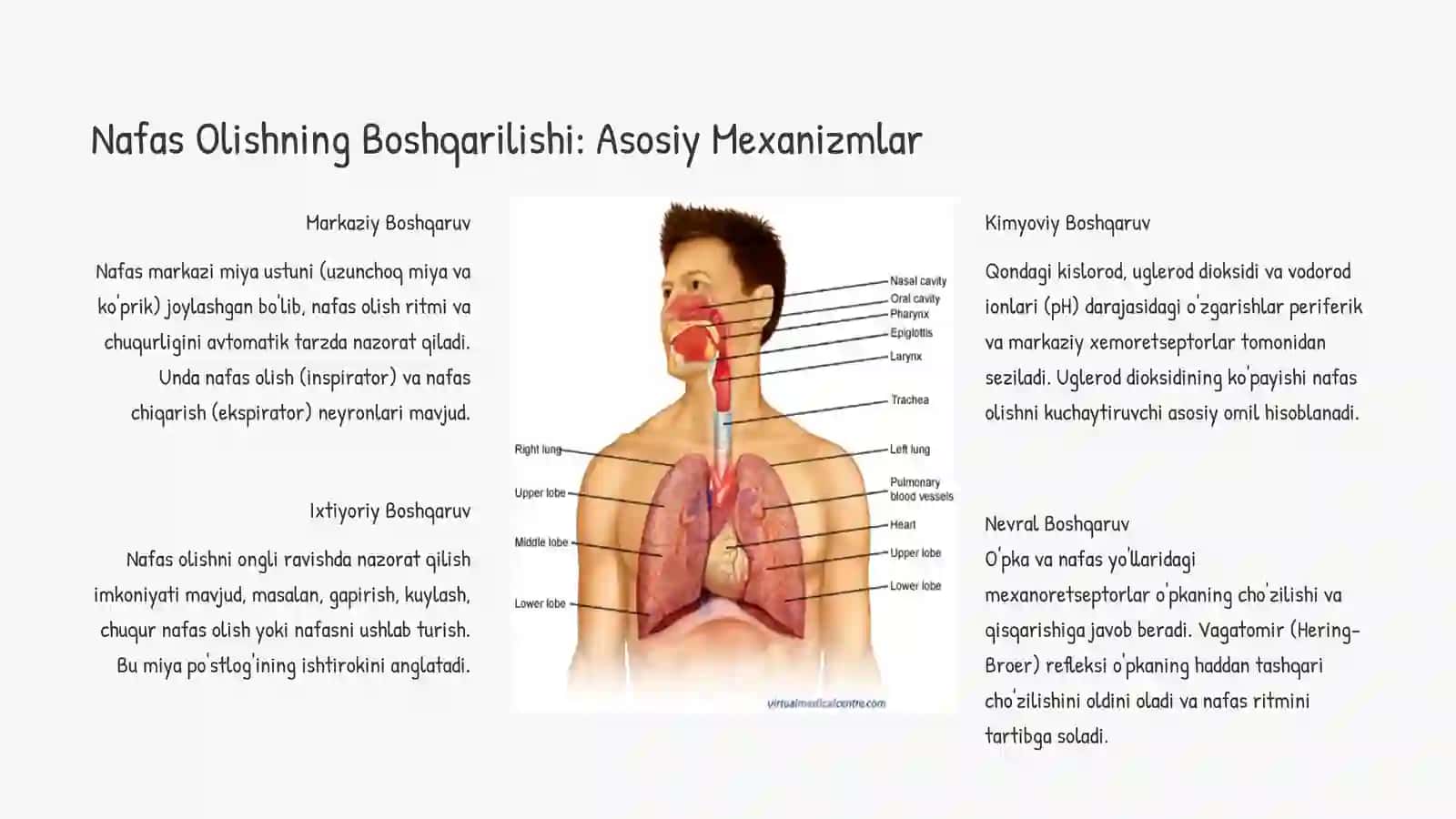 Nafas Fiziologiyasi: Boshqaruv va Tashqi Muhit Ta'siri 2