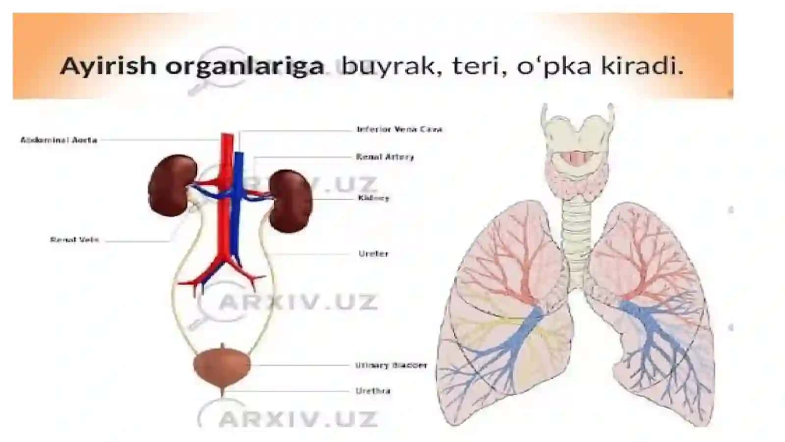 Mavzu: Ayirish tizimiga kirivchi azolarning tuzilishi, fizialogiyasi 2