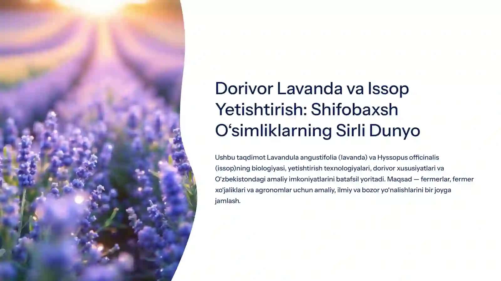 Dorivor Lavanda va Issop Yetishtirish: Shifobaxsh O‘simliklarning Sirli Dunyo 2