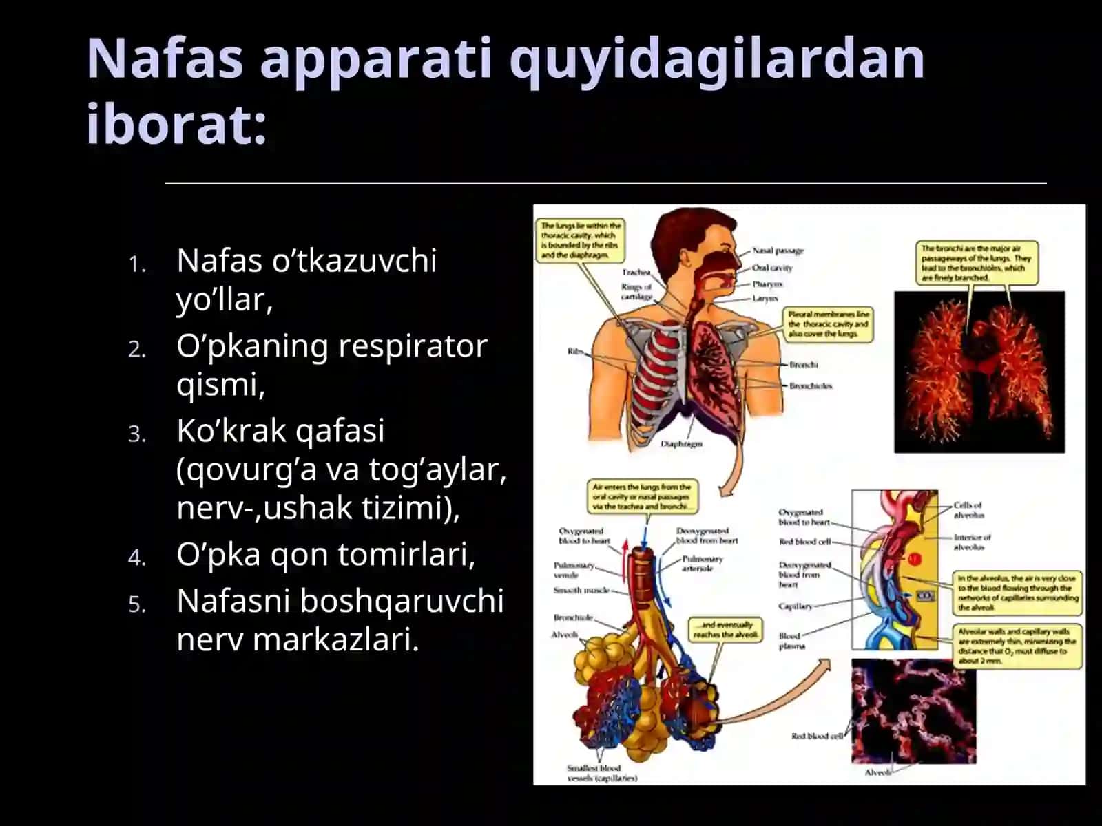 NAFAS TIZIMI FIZIOLOGIYASI 2