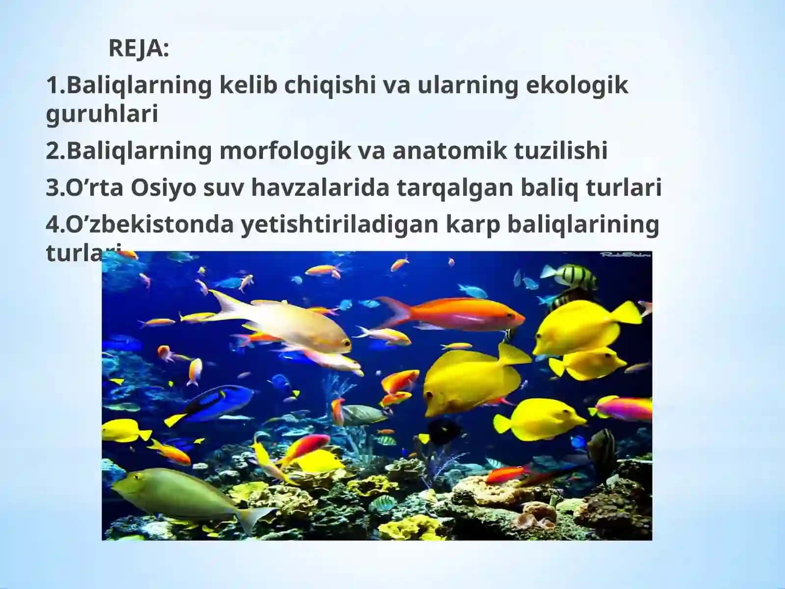 O’rta Osiyo suv havzalarida uchraydigan baliq turlari va ularning ekologik guruhlari 2