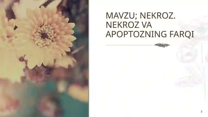 NEKROZ. NEKROZ VA APOPTOZNING FARQI 2
