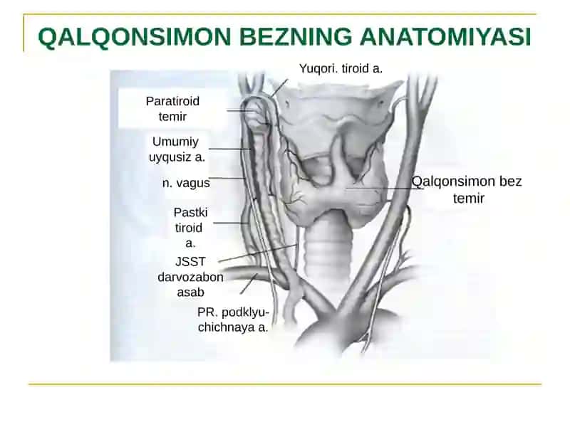 Anatomiya va Qalqonsimon Bez Fiziologiyasi 2