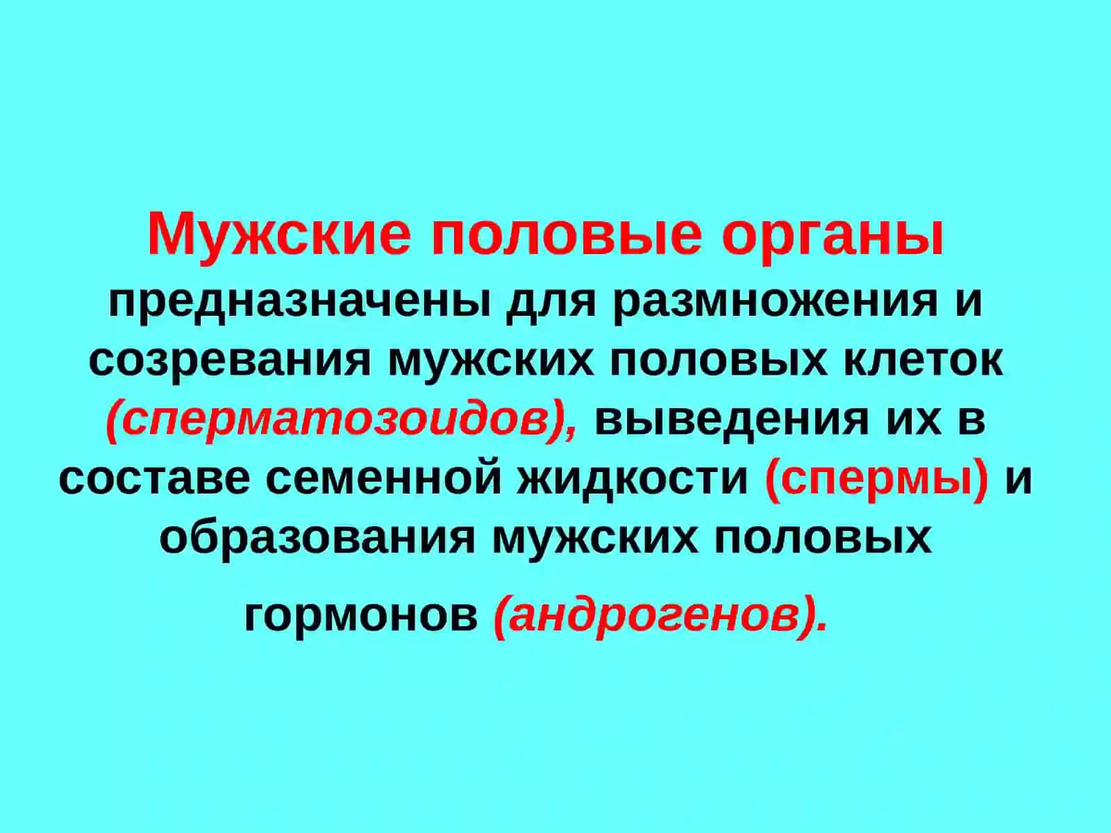ПОЛОВАЯ СИСТЕМА 2