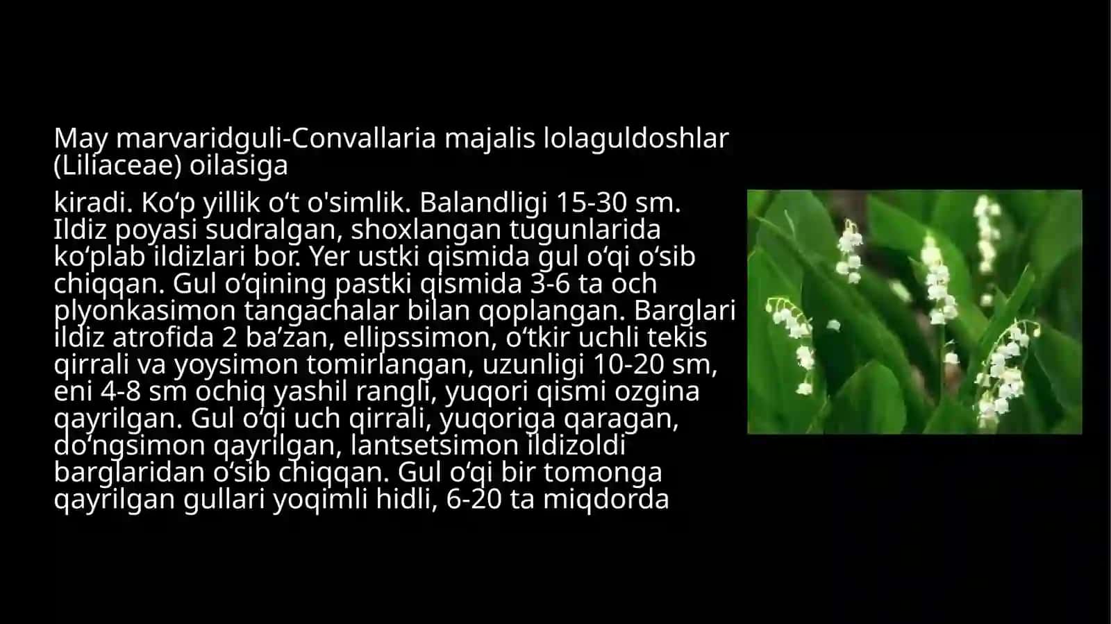 Marvaridgulning dorivorligi va yetishtirish texnologiyasi 2