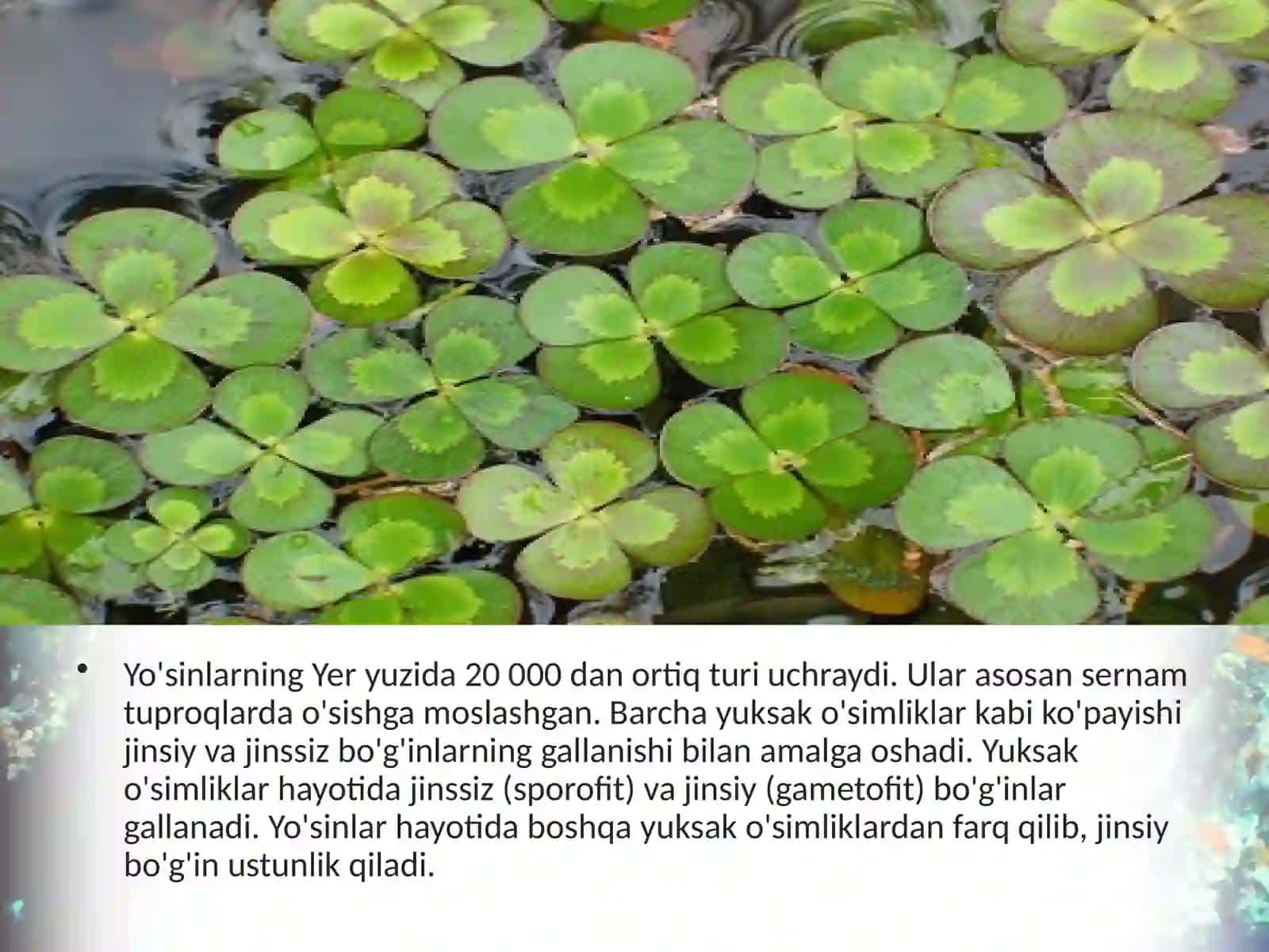 6-sinf Botanika Yo'sinilar bo'limi 2