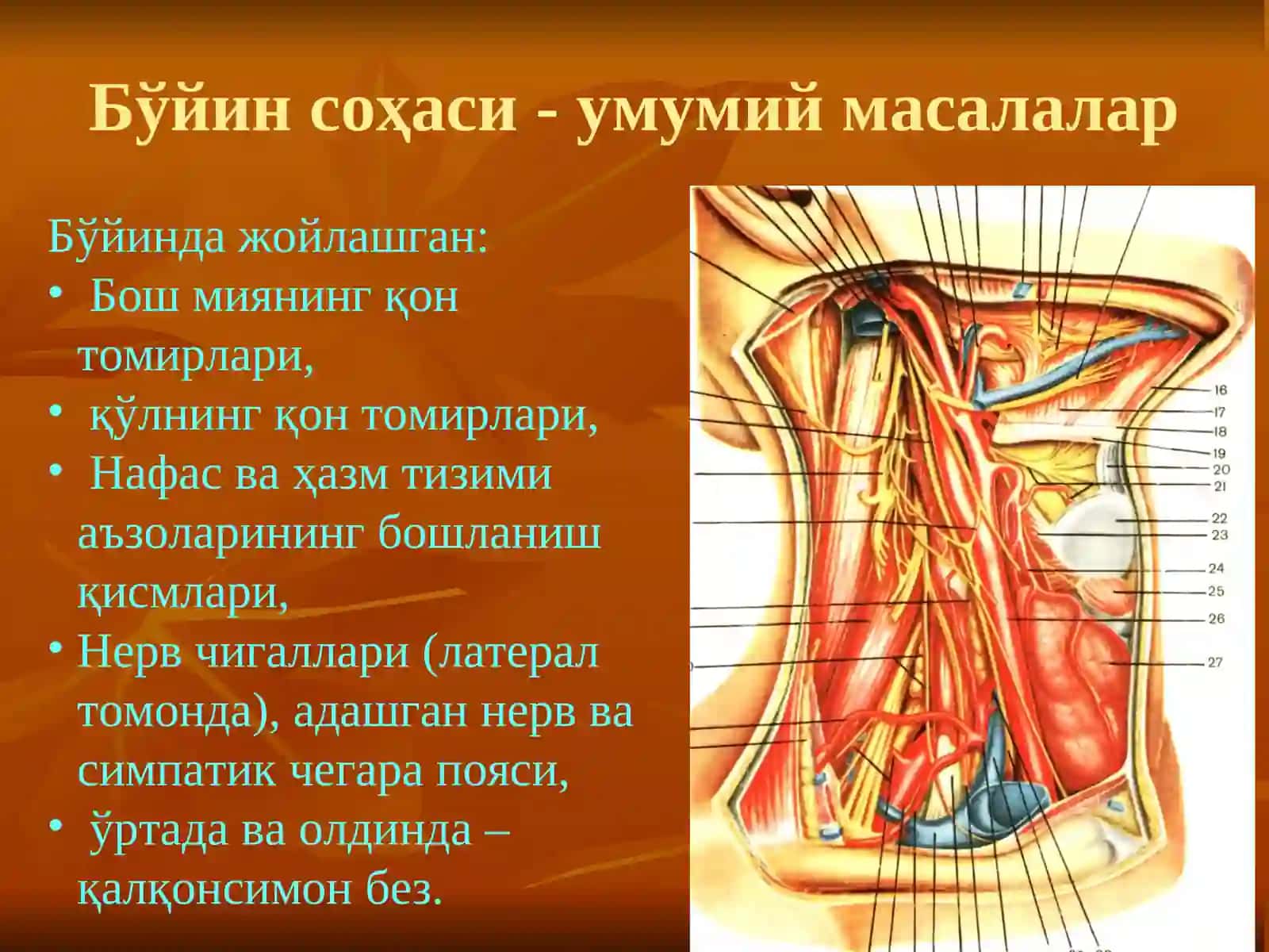 БЎЙИННИНГ ЖАРРОҲЛИК АНАТОМИЯСИ ВА АСОСИЙ ОПЕРАЦИЯЛАР 2