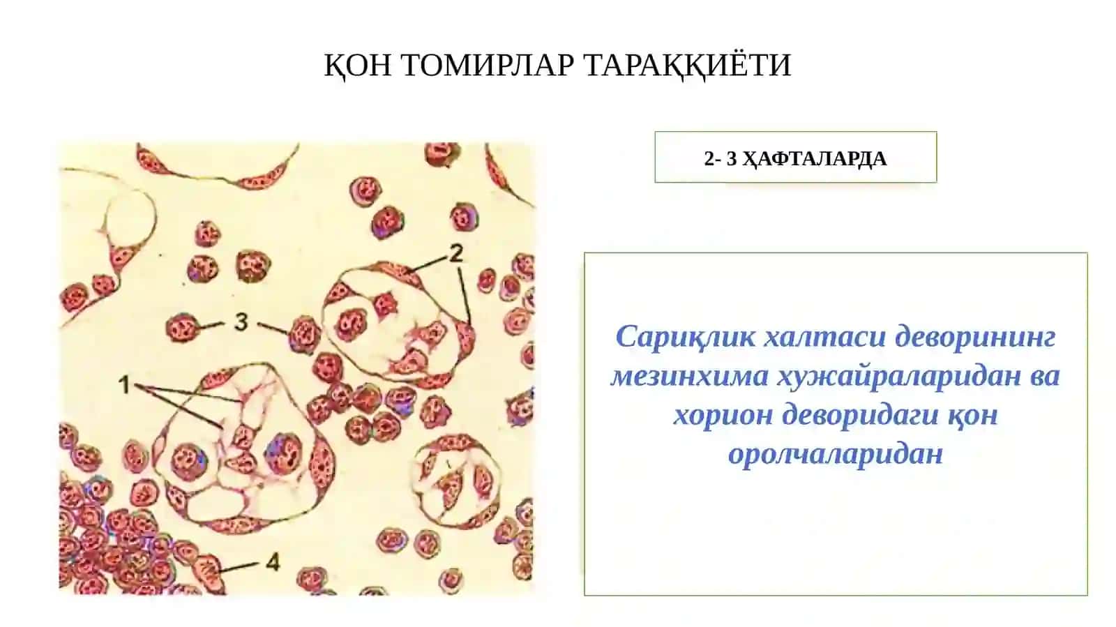 Юракқонтомир ва иммун химоя тизими 2