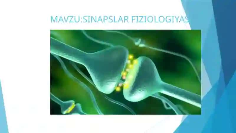 SINAPSLAR FIZIOLOGIYASI 2
