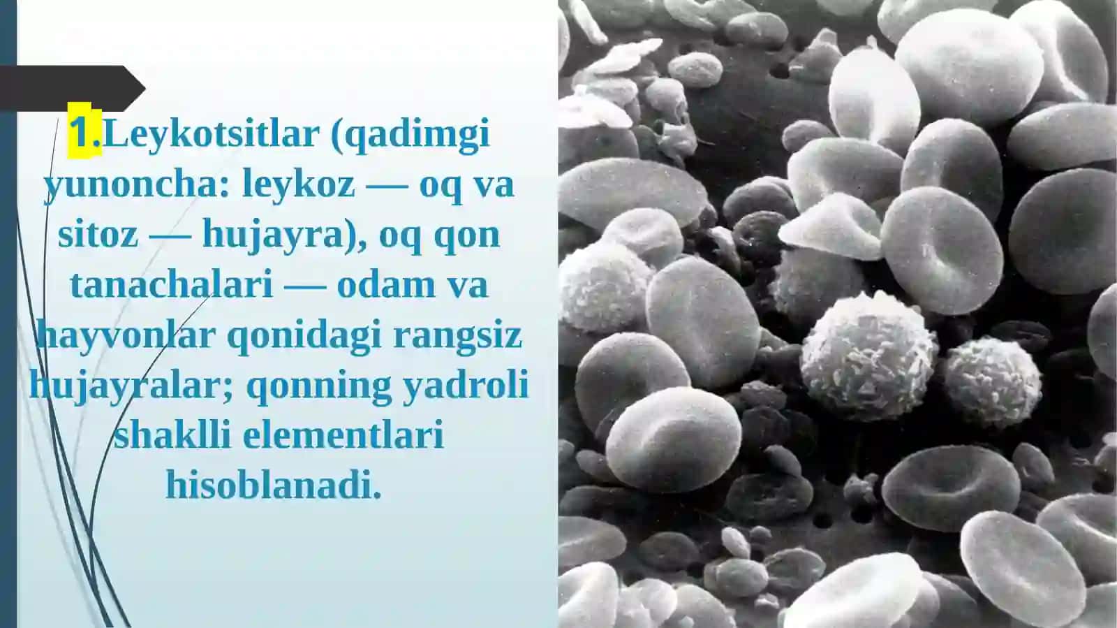 Leykositlar va metabolismi vazifalari 2