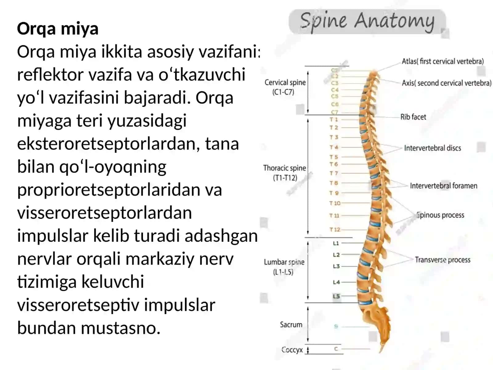 Orqa miyaning reflektor va o‘tkazuvchi yo‘l faoliyati, tekshirish usullari 2