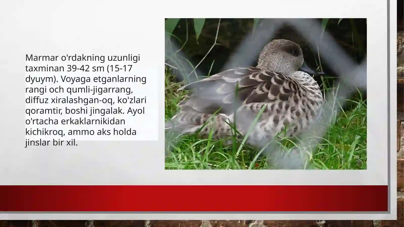 MARMAR CHURRAK [anas angustrirostris] 2