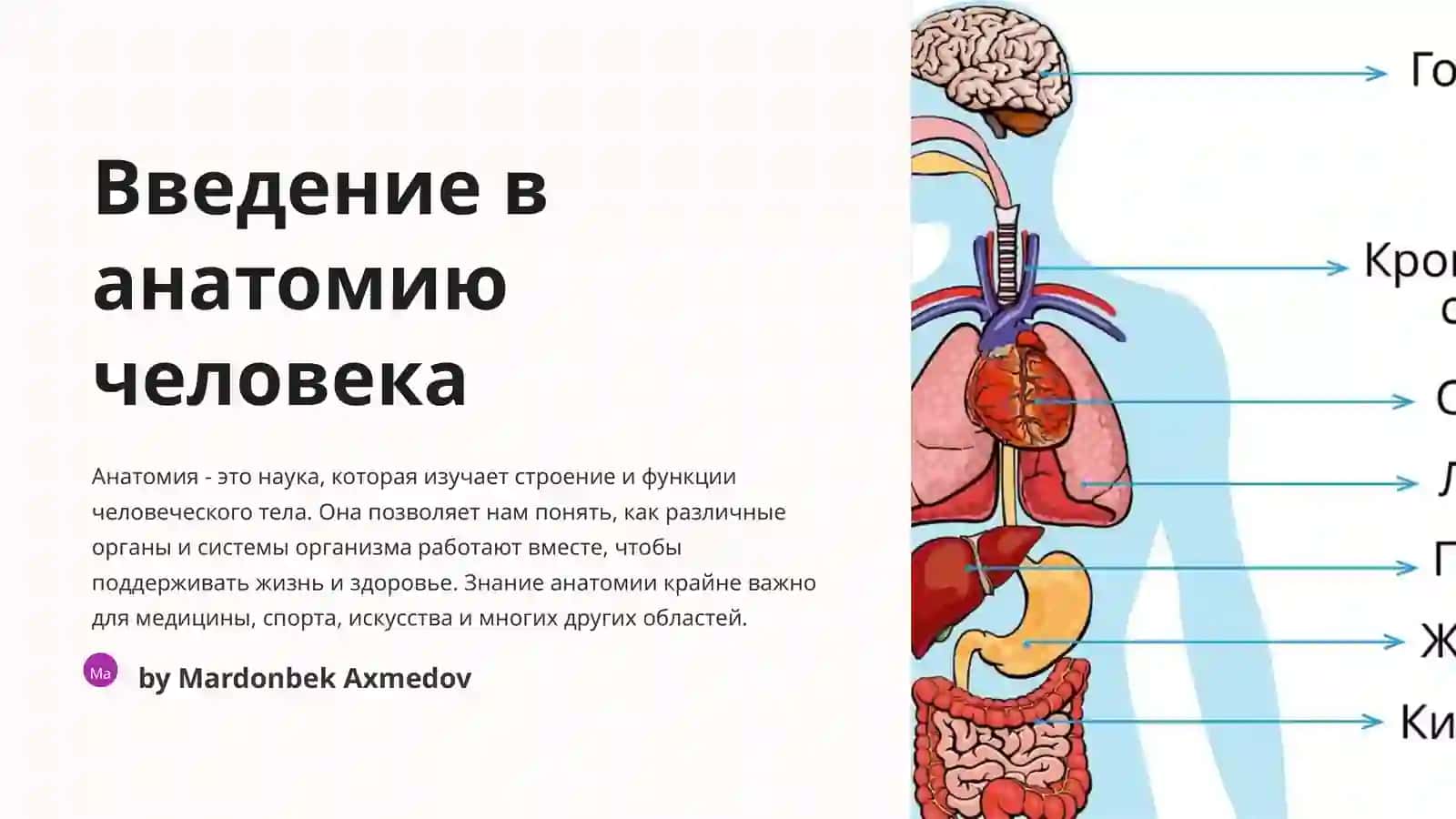 Введение в анатомию человека 2