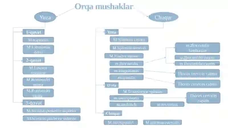 Orqa yuza va chuqur guruh mushaklari: funksional va topografik anatomiyasi 2