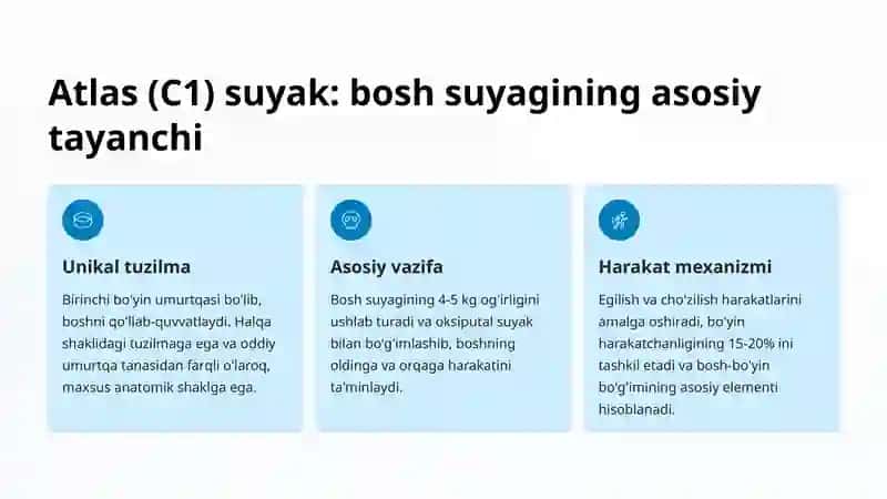 Atlas va Epistrofey Anatomiya Xususiyatlari 2